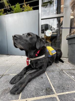 Assistentiehond sticker