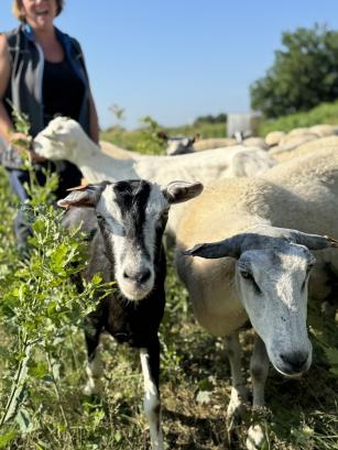Schapen en geitjes dak citadel - stootbegrazing